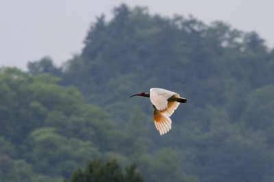 Crested Ibis (Nipponia nippon) Tofsibis