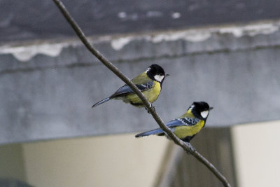 Green-backed Tit (Parus monticolus) Orienttalgoxe