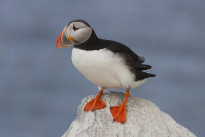 Lunnefgel (Fratercula arctica) Atlantic Puffin