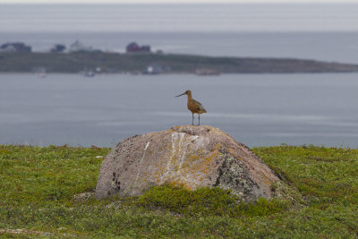 Varanger juni 13