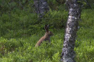 Skogshare (Lepus timidus) Mountain hare