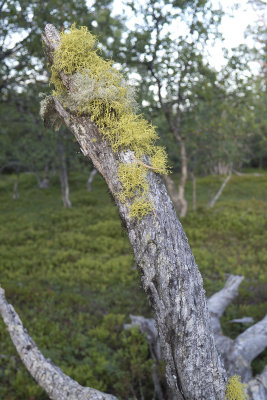 Varglav (Letharia vulpina) Wolf lichen