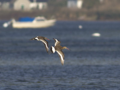 Rödspov (Limosa limosa) Black-tailed Godwit