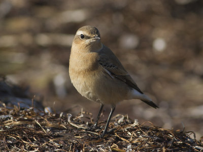 Stenskvätta (Oenanthe oenanthe) Northern Wheatear
