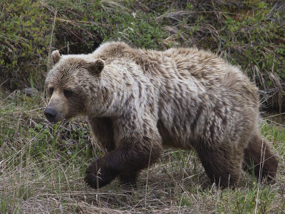 Brown Bear (Ursus arctos) Brunbjrn