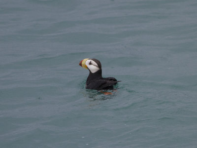 Horned Puffin (Fratercula corniculata) Hornlunne