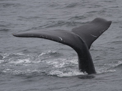 Humpback Whale (Megaptera novaeangliae) Knlval