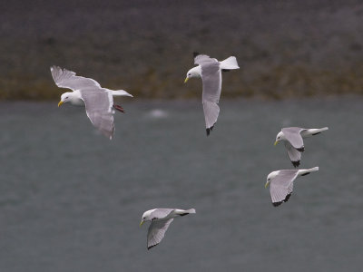 Glaucous-winged Gull (Larus glaucescens) Grvingad trut & Black-legged Kittiwake  (Rissa tridactyla pollicaris) Tretig ms 