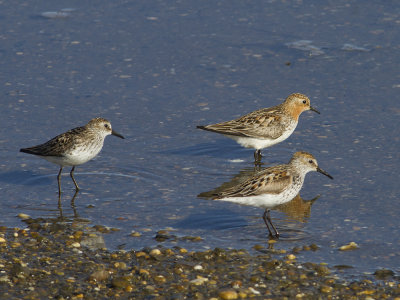 Semipalmated Sandpiper, Red-necked Stint & Western Sandpiper