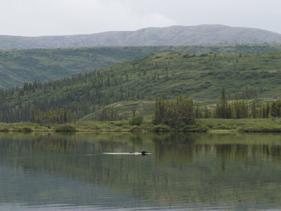 Common Loon (Gavia immer) Svartnbbad islom