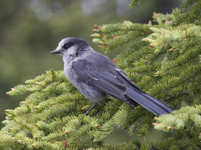 Grey Jay (Perisoreus canadensis) Gr lavskrika