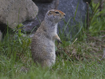 Arctic Ground Squirrel  (Spermophilus parryii) Arktisk sisel