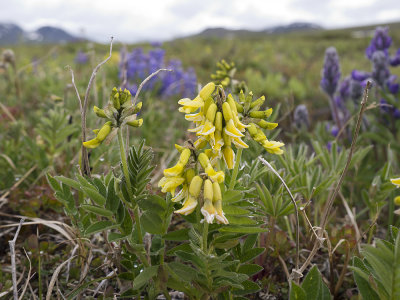 Tundra Milkvetch (Astragalus umbellatus)  