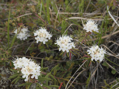 Marsh Labrador Tea (Rhododendron tomentosum) Skvattram