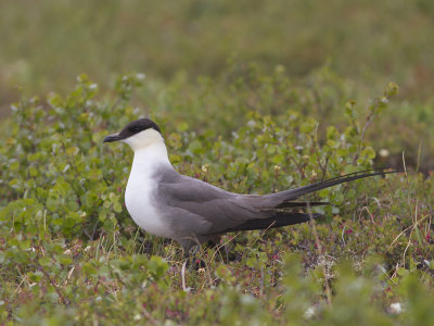 Long-tailed Jaeger (Stercorarius longicaudus) Fjllabb