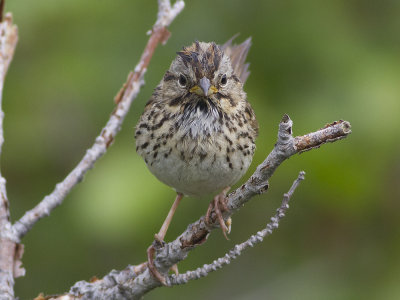 Lincoln's Sparrow (Melospiza lincolnii) Lincolnsparv