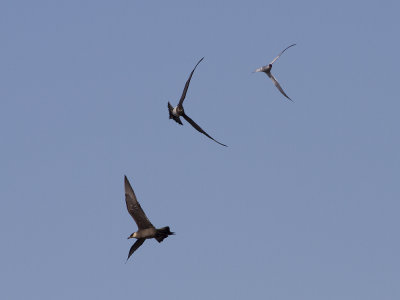 Parasitic Jaeger & Arctic tern