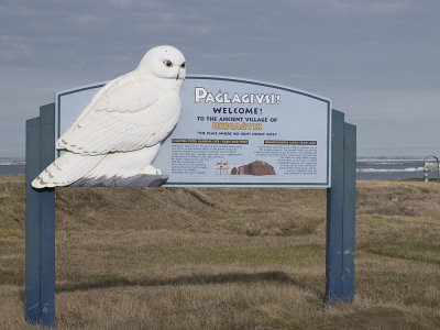 Ukpiagvik - The place where we hunt Snowy Owls
