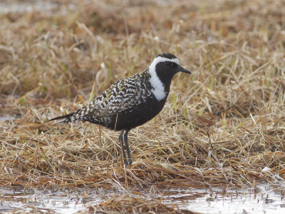 American Golden Plover (Pluvialis dominica) Amerikansk tundrapipare 