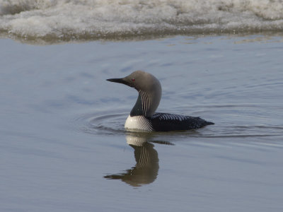 Pacific Loon (Gavia pacifica) Stillahavslom