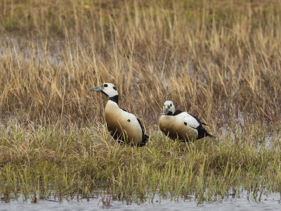 Steller's Eider (Polysticta stelleri) Alfrrdare