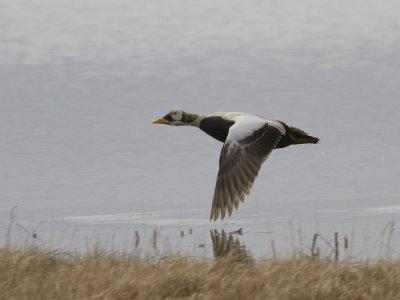 Spectacled Eider (Somateria fischeri) Glasgonejder