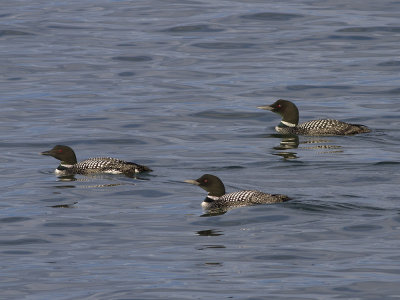 Common Loon (Gavia immer) Svartnbbad islom