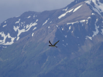 Common Loon (Gavia immer) Svartnbbad islom