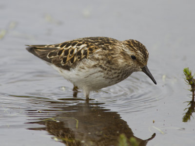 Least Sandpiper (Calidris minutilla) Dvrgsnppa