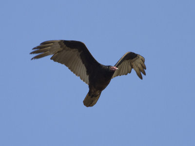 Turkey vulture (Cathartes aura)