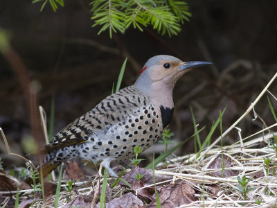 Northern Flicker (Colaptes auratus)