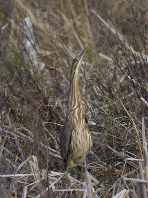 American Bittern (Botaurus lentiginosus)