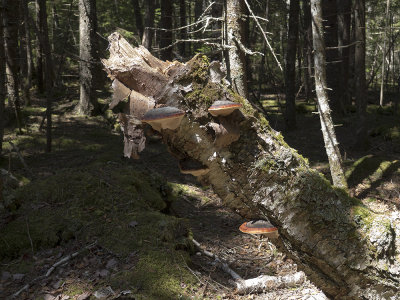 Wood fungi