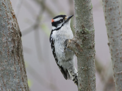 Downy Woodpecker (Picoides pubescens) Dunspett