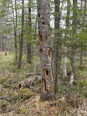 Woodpecker indicator