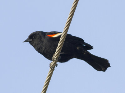 Red-winged Blackbird (Agelaius phoeniceus) Rdvingetrupial