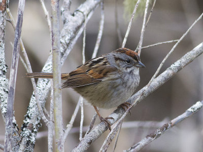 Swamp Sparrow (Melospiza georgiana) Trsksparv