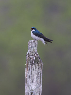 Tree Swallow (Tachycineta bicolor) Trdsvala