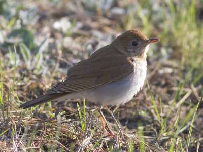 Veery (Catharus fuscescens) Rostskogstrast