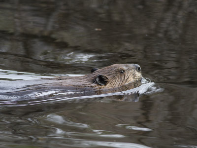 American Beaver (Castor canadensis) Amerikansk Bver