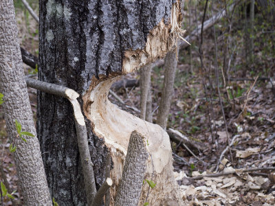 Beaver indicator 