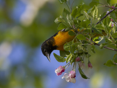 Baltimore Oriol (Icterus galbula) Baltimoretrupial