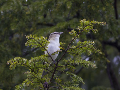 Red-eyed Vireo (Vireo olivaceus) Rdgd vireo