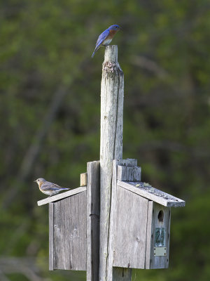 Bluebird (Sialia sialis) stsialia