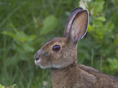 Snowshoe hare (Lepus americanus) Snskohare