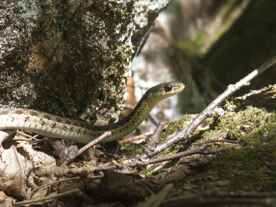 Garter snake (Thamnophis sirtalis) Strumpebandssnok