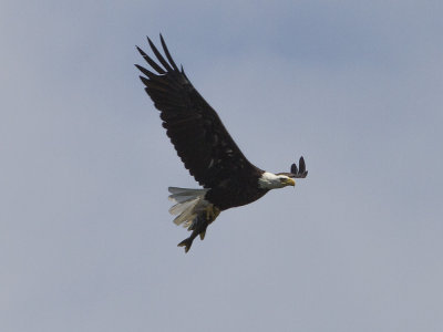 Bald eagle (Haliaeetus leucocephalus) Vithvdad havsrn