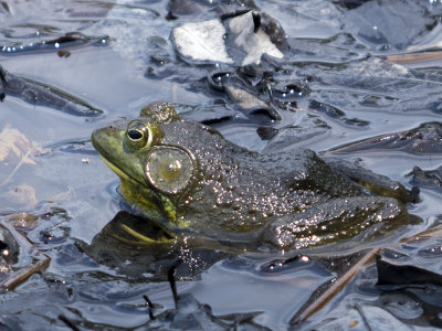 Northern green frog (Lithobates clamitans)