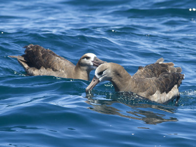 Black-footed albatross (Phoebastria nigripes) svartfotad albatross