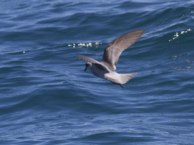 Fork-tailed storm petrel( Oceanodroma furcata) Gr stormsvala
